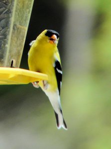 American Goldfinch