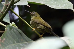 Purple Napped Sunbird