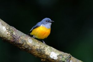 Orange Bellied Flowerpecker