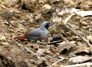 Black faced firefinch