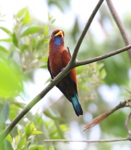 Blue throated roller