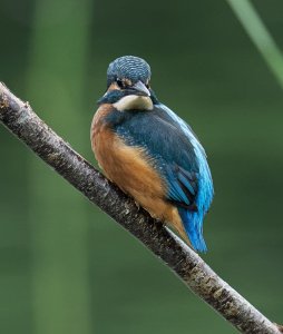 Kingfisher