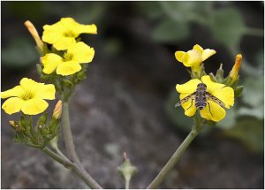 Bee Fly