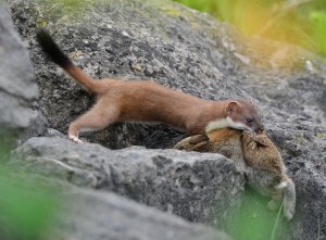 Stoat with it's prey.