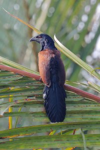 Greater Coucal