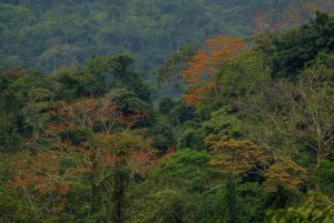 Forest colours