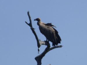 Vulture Northern Botswana