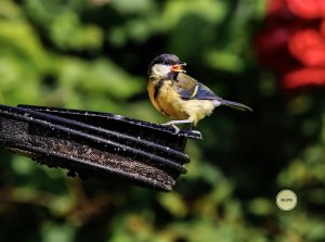 Blue tit