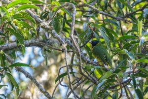 Band-tailed Fruiteater