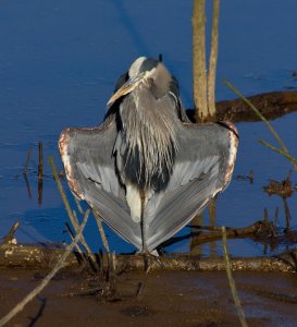 "Ahh ... sun! Warming that cold fish in my belly."