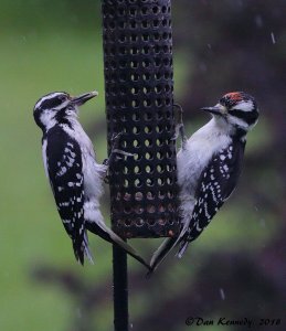 Mother and Juvenile