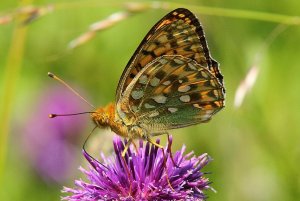 Dark Green Fritillary