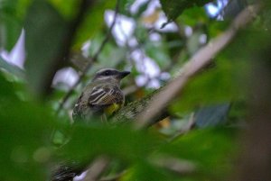 Golden-crowned Flycatcher