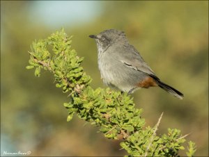 Chestnut-vented Warbler  (Tit-Babbler)