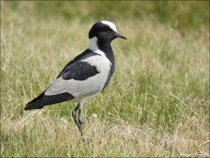 Blacksmith Lapwing