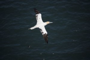 Northern Gannet