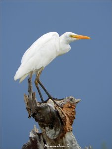 Intermediate Egret