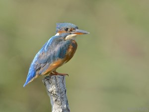 Kingfisher