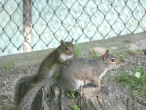 Squirrel Couple