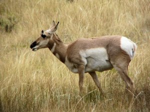 Pronghorn Antelope