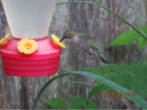 Hummingbird drinking