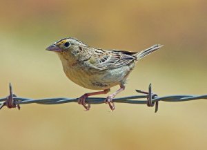 Grasshopper Sparrow