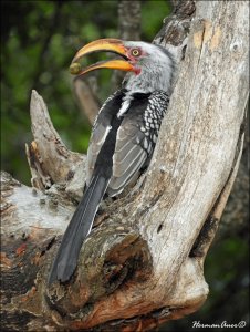 Southern Yellow-billed Hornbill