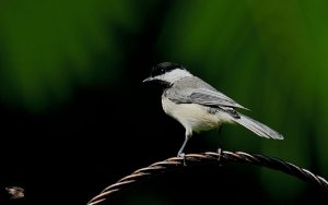 Carolina Chickadee