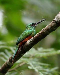Bluish Fronted Jacamar with feed