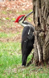 Pileated Woodpecker male