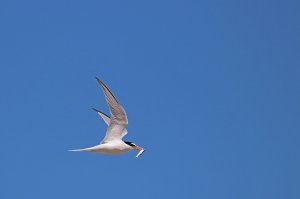 Little Tern