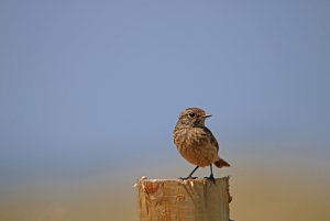 Juv Stone Chat