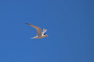 Little Tern