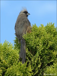 White-backed Mousebird