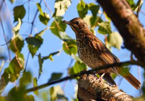 Song Thrush