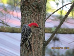 Super cool Red Bellied Woodpecker