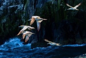 Love this image, More Gannets