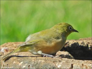 Orange River White-Eye