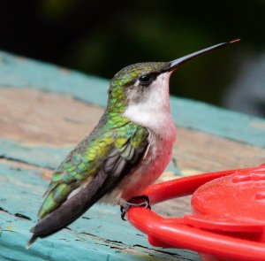 Hummingbird tongue