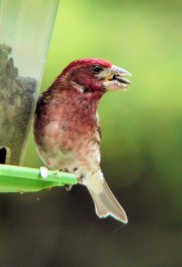 Another Purple Finch