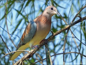 Laughing Dove