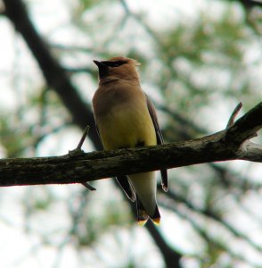 Cedar Waxwing