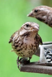 Song sparrows