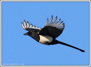 Magpie