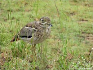 Water Thick-Knee