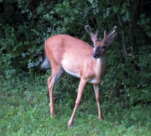 Backyard Buck