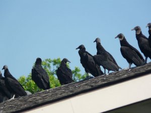 Black-faced vultures