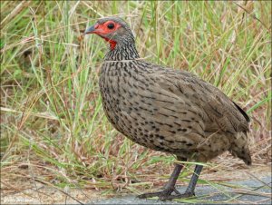 Swainson's Spurfowl