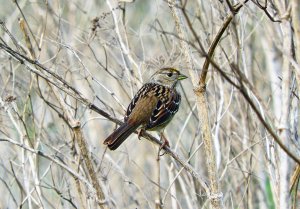 Golden-crowned Sparrow (non-breeding)