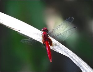 Scarlet Dragonlet